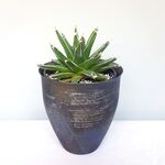 آگاو ویکتوریا در گلدان فلزی دست ساز