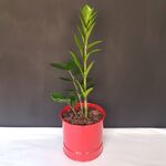 زامیفولیا در گلدان فلزی