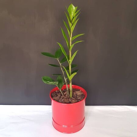 زامیفولیا در گلدان فلزی