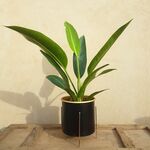 گیاه آنتوریوم در گلدان فلزی پایه دار