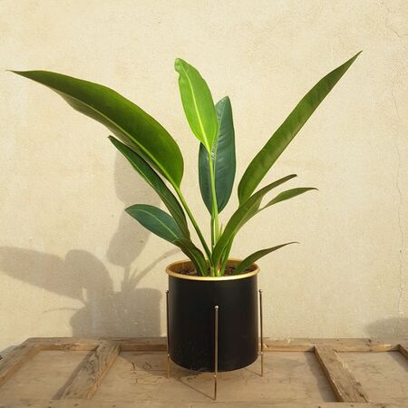 گیاه آنتوریوم در گلدان فلزی پایه دار