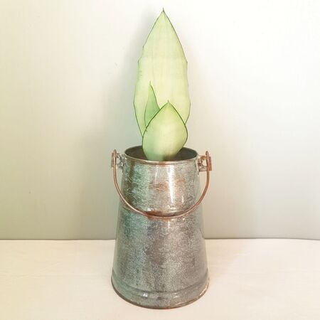 سانسوریا مهتابی گلدان فلزی طرح آنتیک