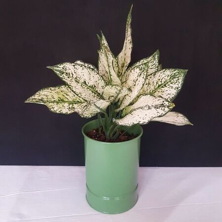 آگلونِما سفید در گلدان فلزی