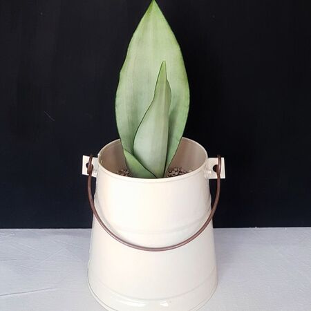 سانسوریا مهتابی گلدان فلزی دست ساز