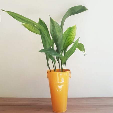 عبایی در گلدان فلزی ارتفاع 35