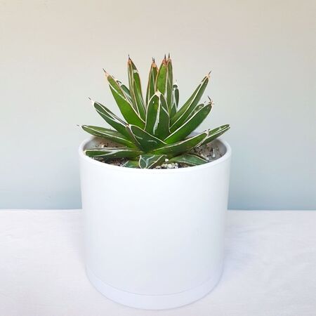 آگاو ویکتوریا گلدان پلاستیک فشرده