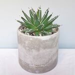 آگاو ویکتوریا در گلدان بتنی