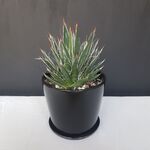 آگاو فیلیفِرا در گلدان لعابی