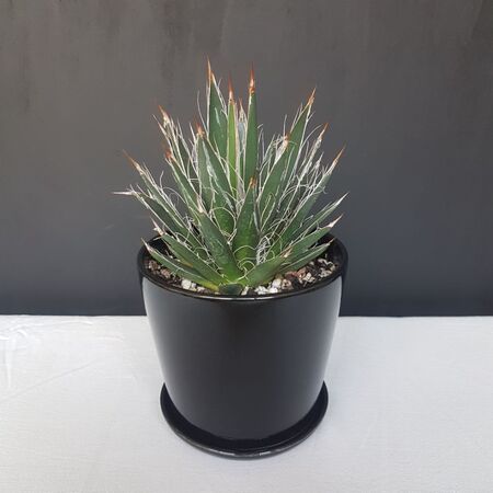 آگاو فیلیفِرا در گلدان لعابی