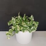 پوتوس سفید در گلدان پلاستیک فشرده