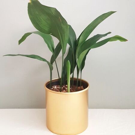 گیاه عبایی در گلدان فلزی