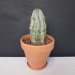 گیاه یوفوربیا هوریدا گلدان سفالی