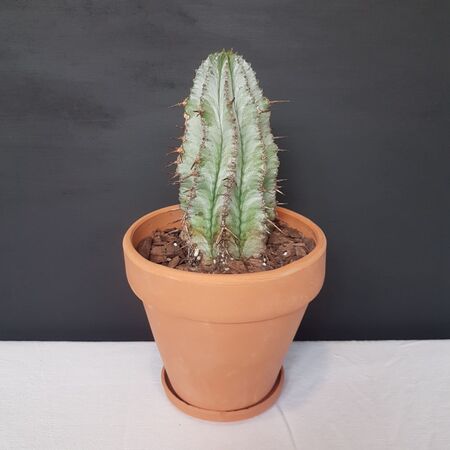 گیاه یوفوربیا هوریدا گلدان سفالی